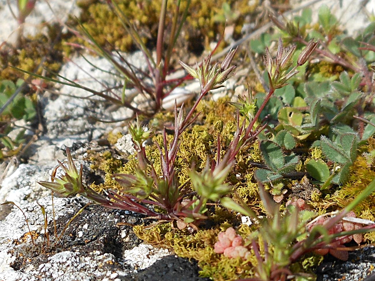 Sabulina (=Minuartia) mediterranea / Minuartia mediterranea